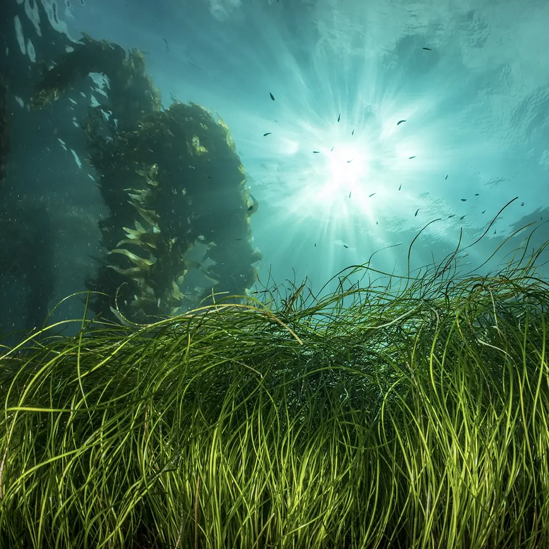 Yamamoto neoprene for exceptional performance